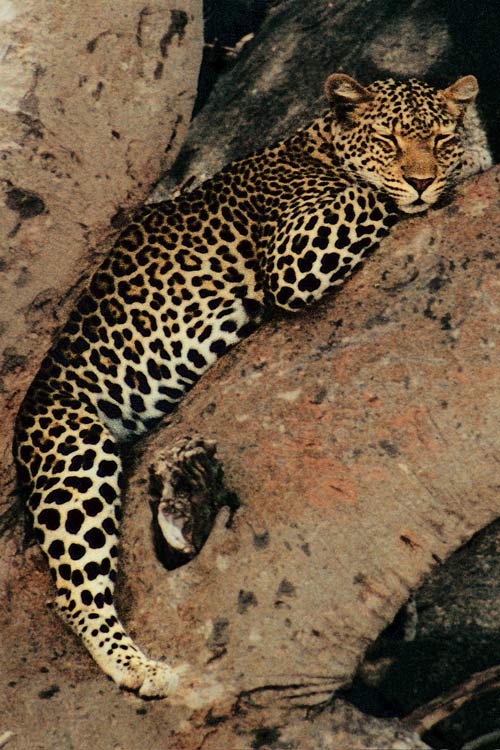Detail Leopard Image Nomer 32