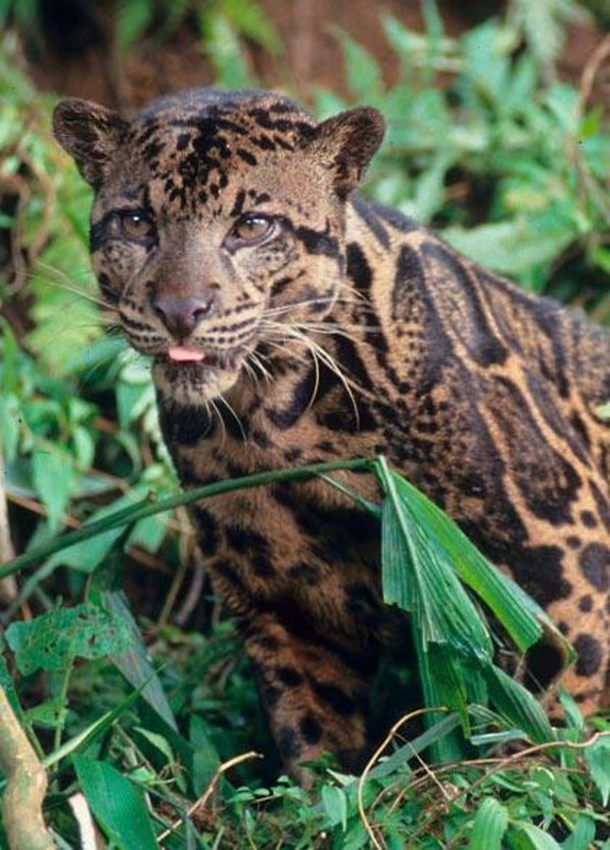 Detail Leopard Image Nomer 36