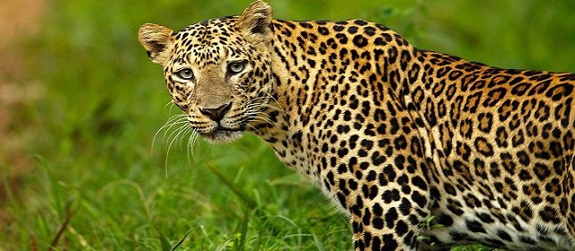 Detail Leopard Image Nomer 37