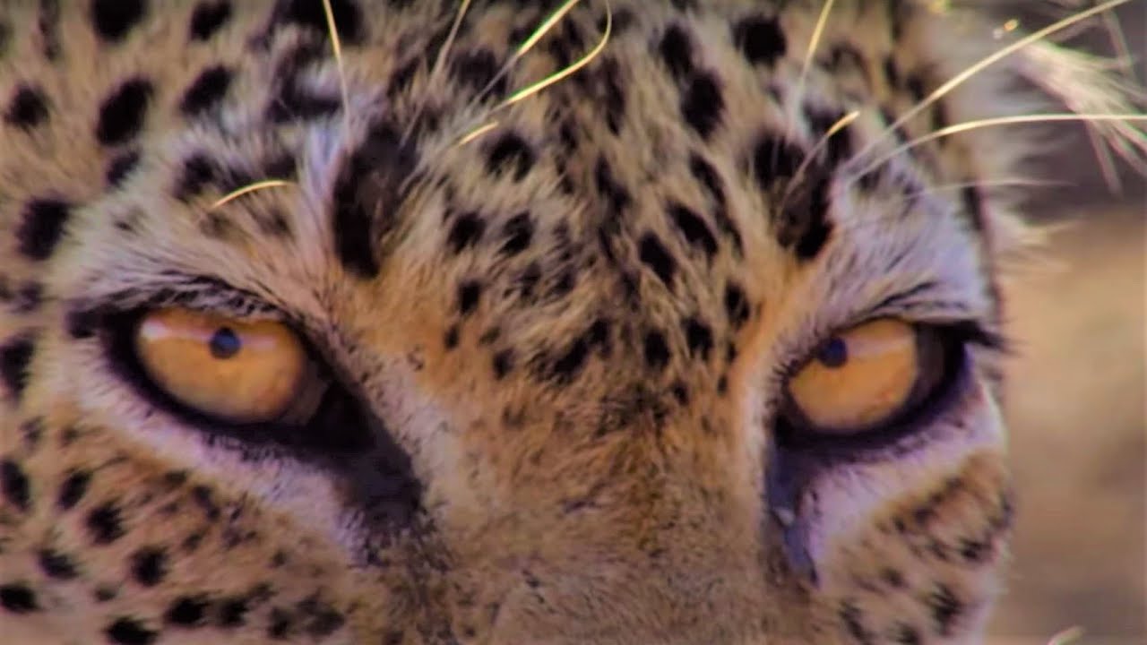 Detail Leopard Image Nomer 40