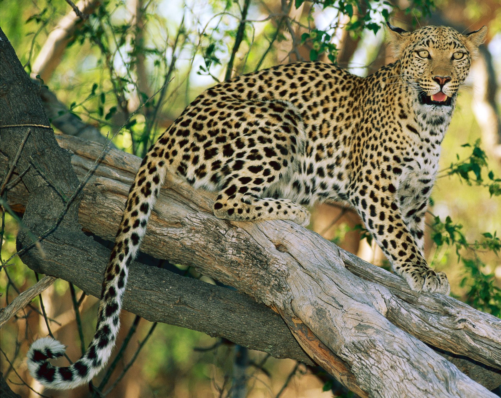 Detail Leopard Image Nomer 41