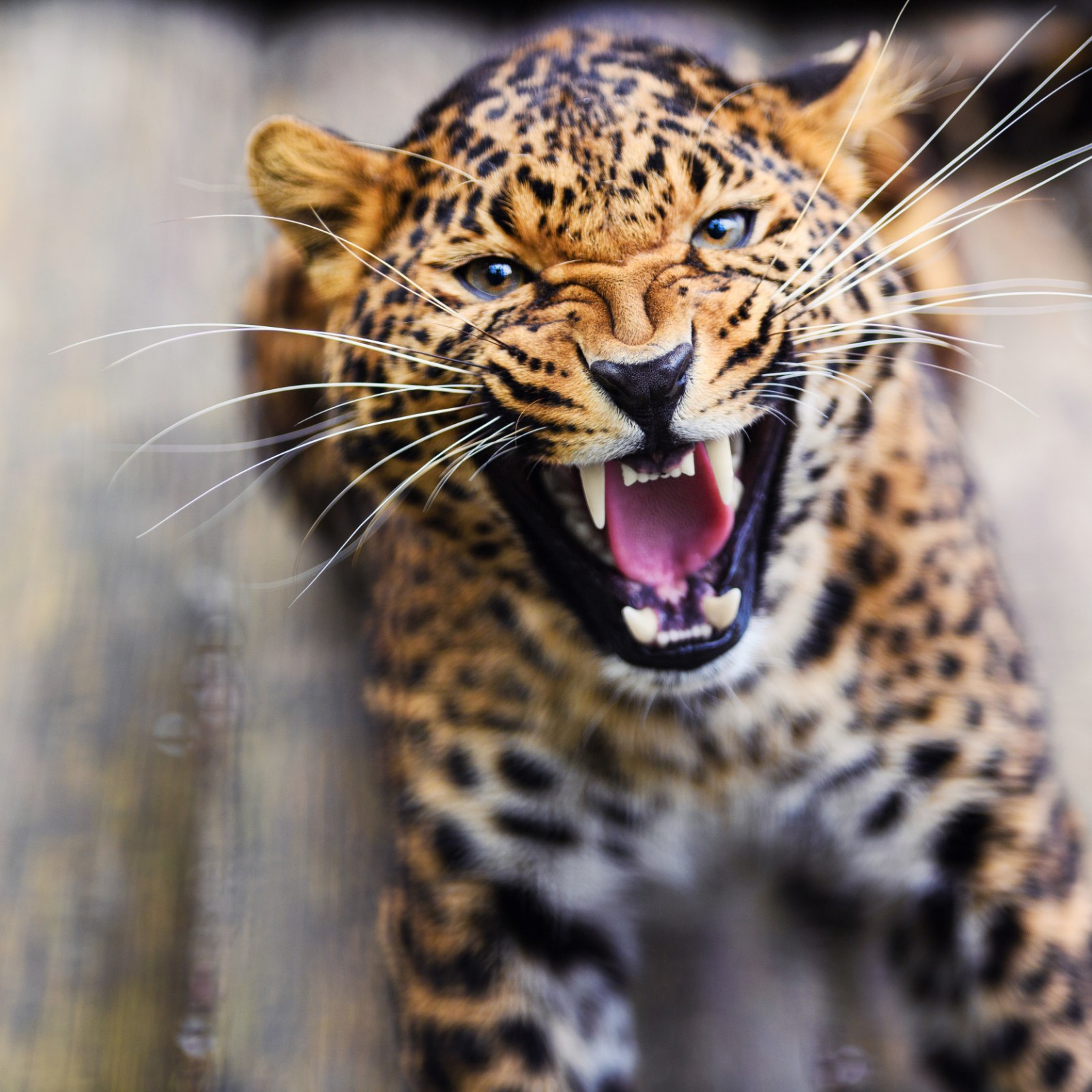 Detail Leopard Image Nomer 43