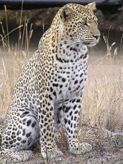 Detail Leopard Image Nomer 45