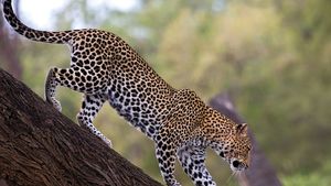 Detail Leopard Image Nomer 46