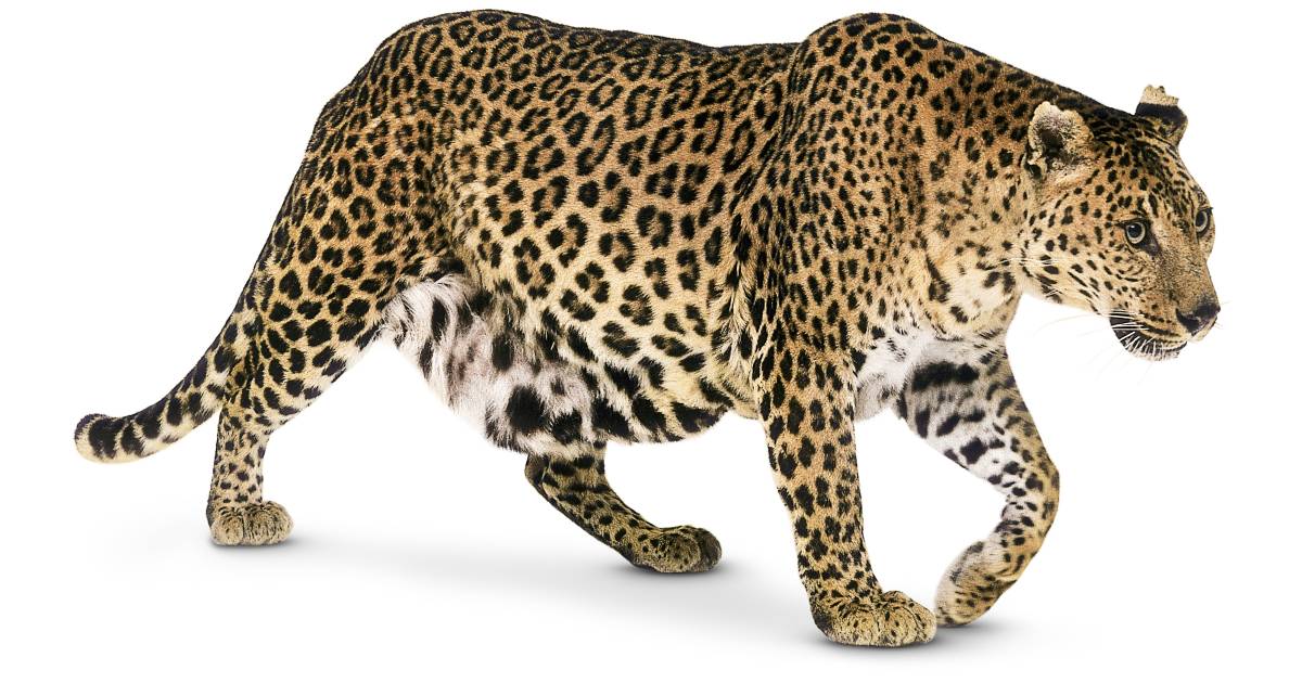 Detail Leopard Image Nomer 47