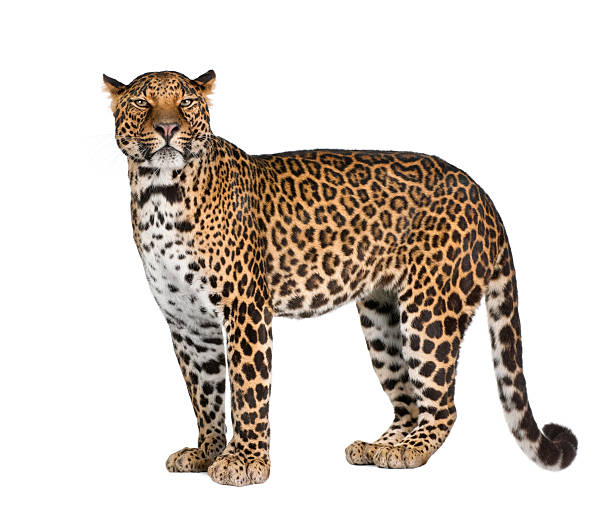 Detail Leopard Image Nomer 49