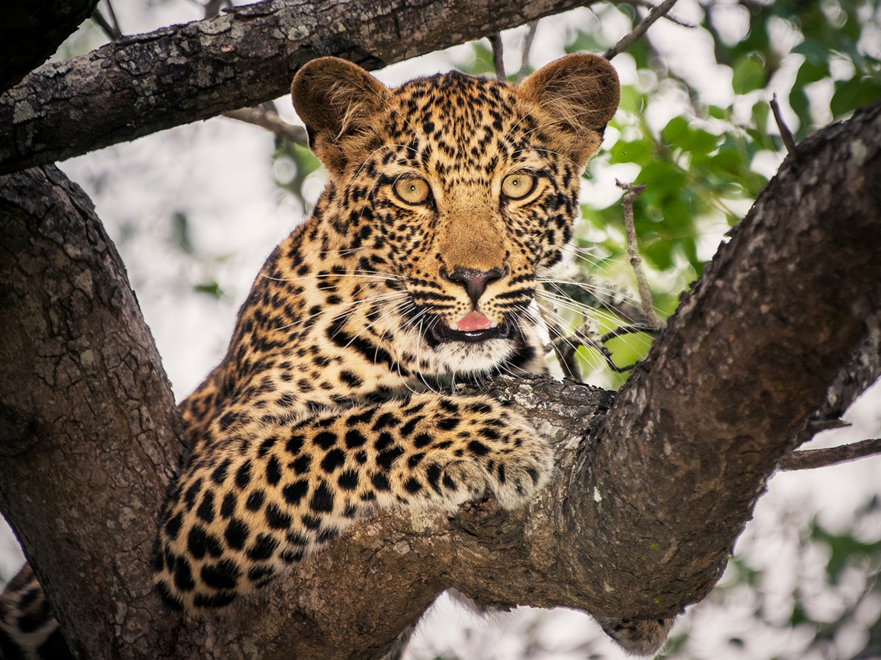 Detail Leopard Image Nomer 7