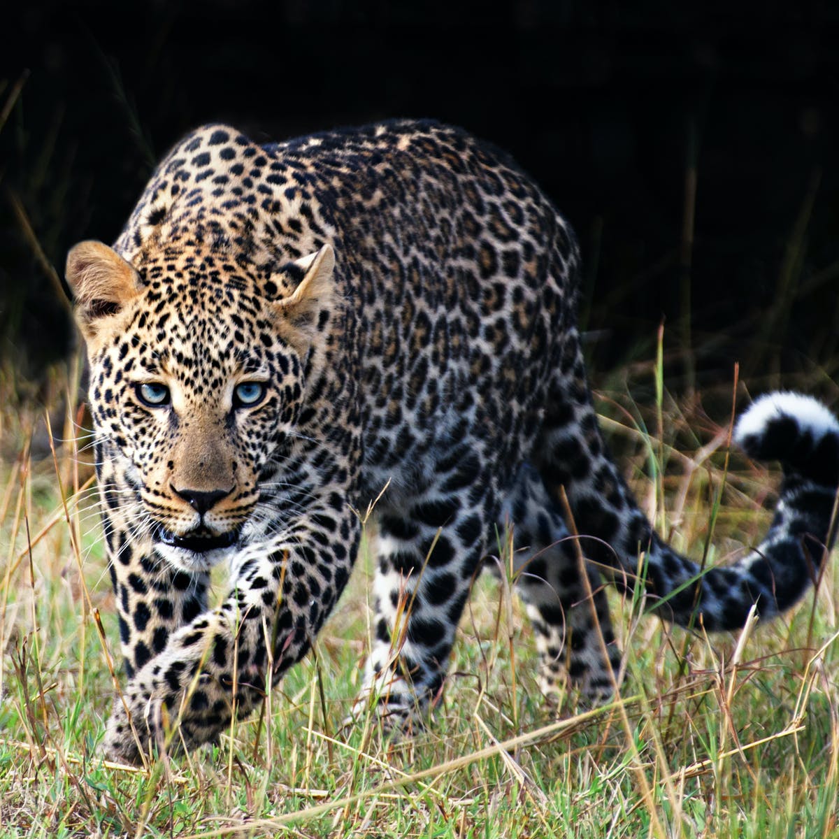 Detail Leopard Image Nomer 8