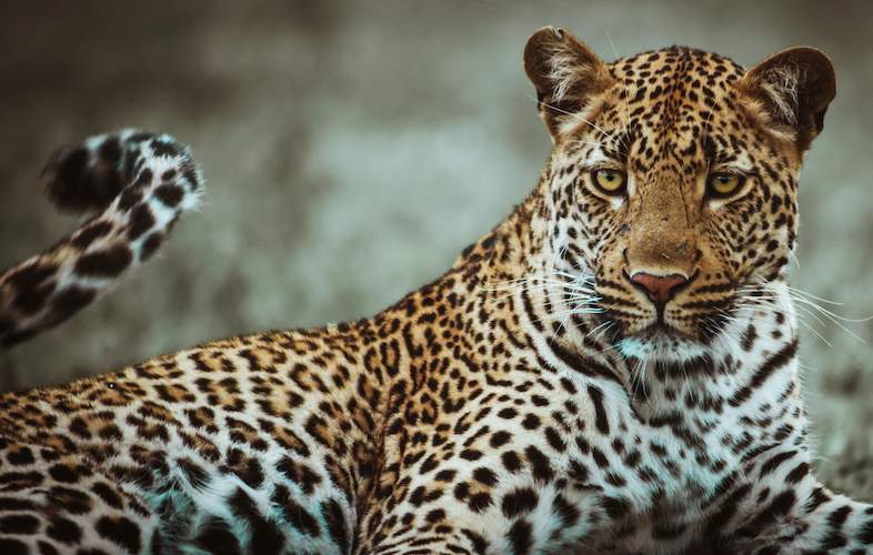 Detail Leopard Image Nomer 9