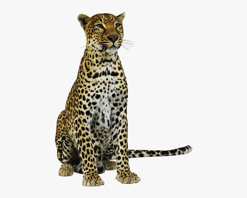 Detail Leopard No Background Nomer 10