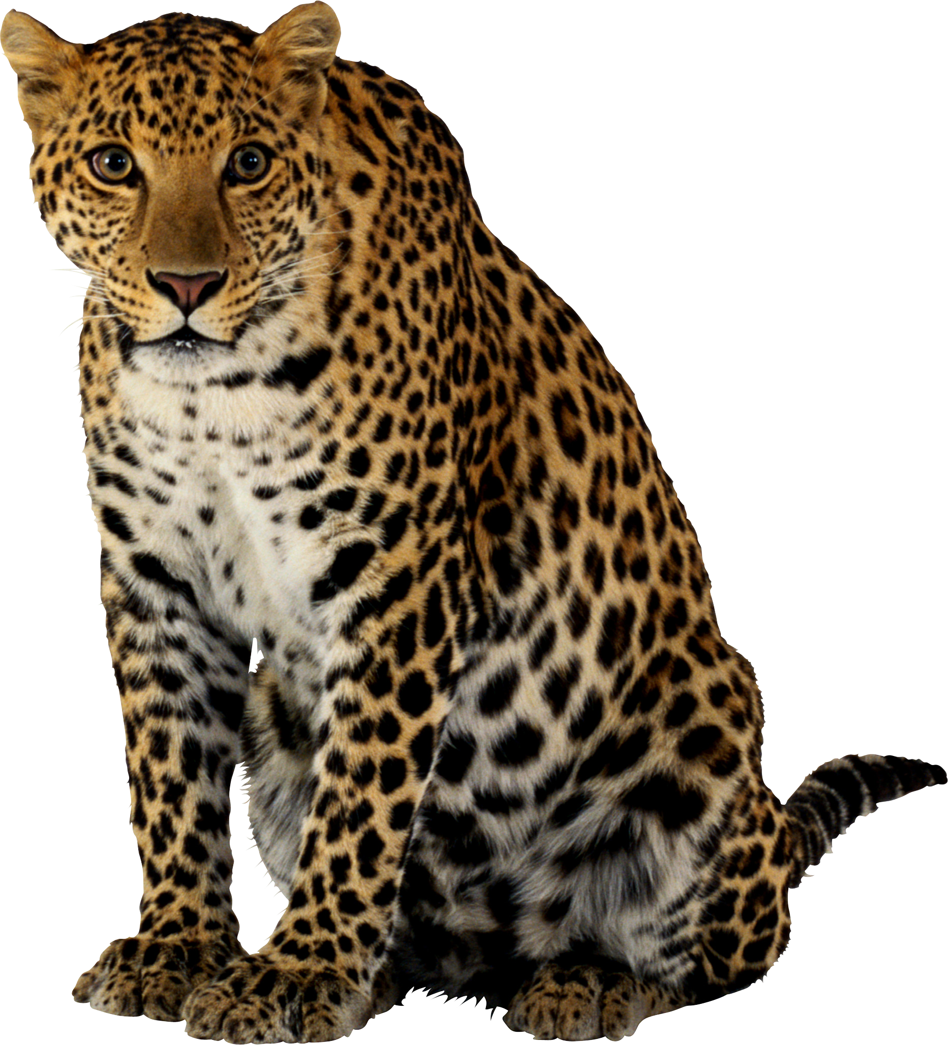 Detail Leopard No Background Nomer 14