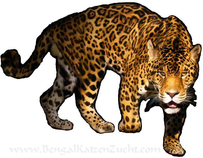 Detail Leopard No Background Nomer 16