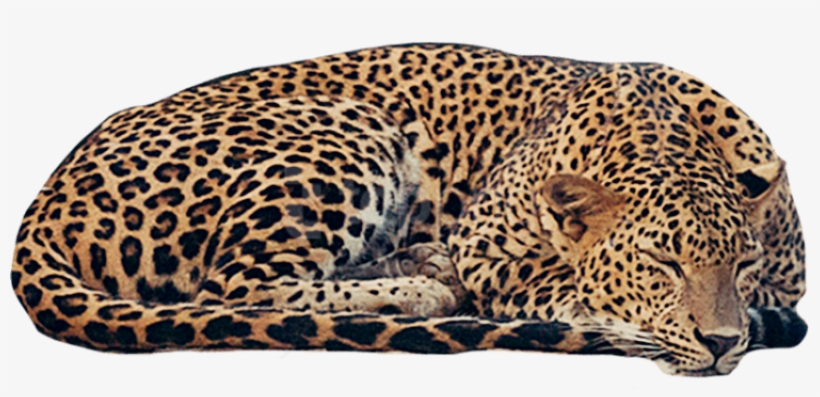 Detail Leopard No Background Nomer 18