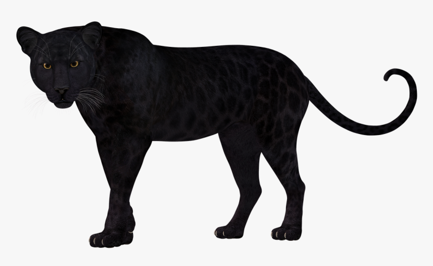 Detail Leopard No Background Nomer 19