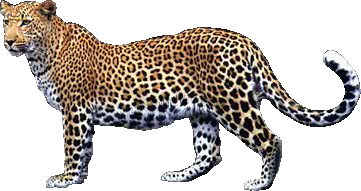 Detail Leopard No Background Nomer 21