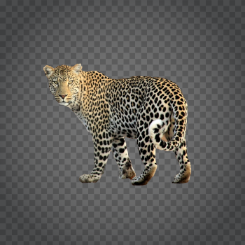 Detail Leopard No Background Nomer 23