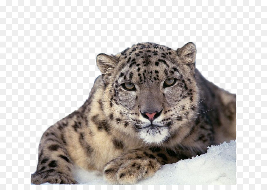 Detail Leopard No Background Nomer 27