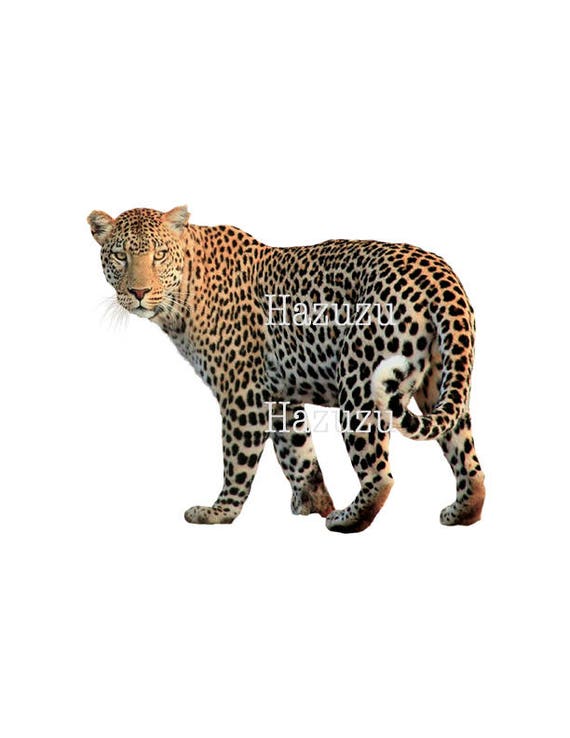 Detail Leopard No Background Nomer 31