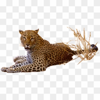 Detail Leopard No Background Nomer 39