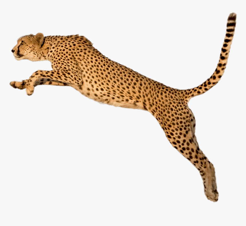 Detail Leopard No Background Nomer 44