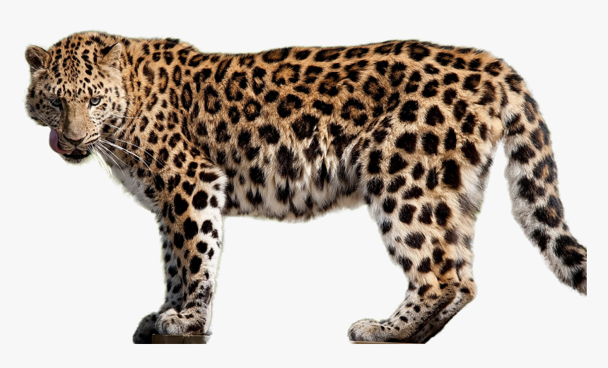 Detail Leopard No Background Nomer 5