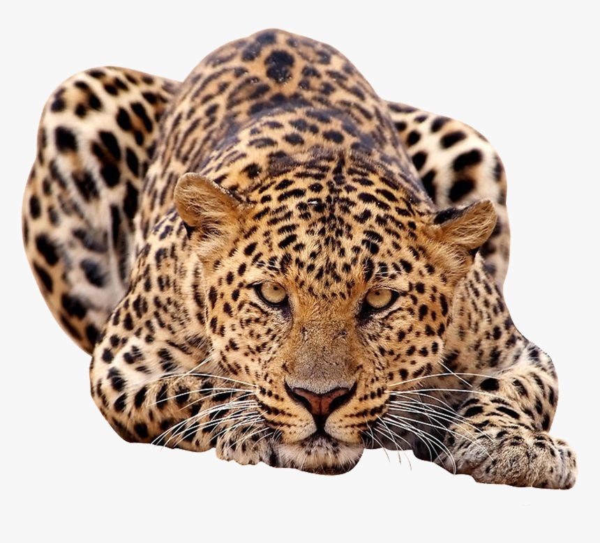 Detail Leopard No Background Nomer 46