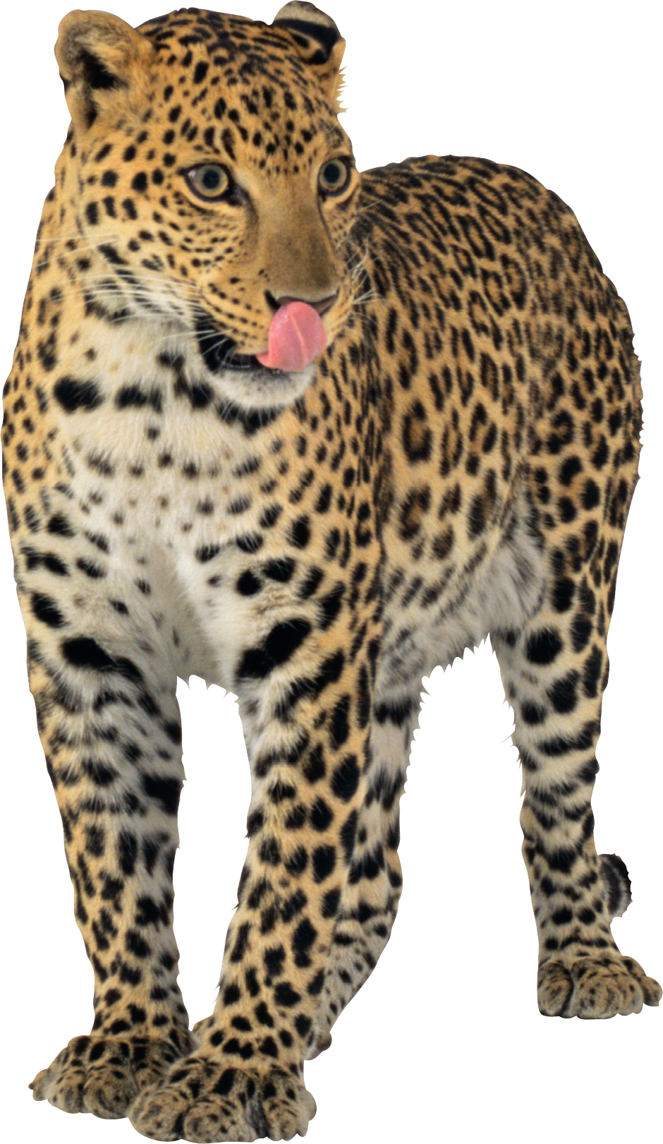 Detail Leopard No Background Nomer 48