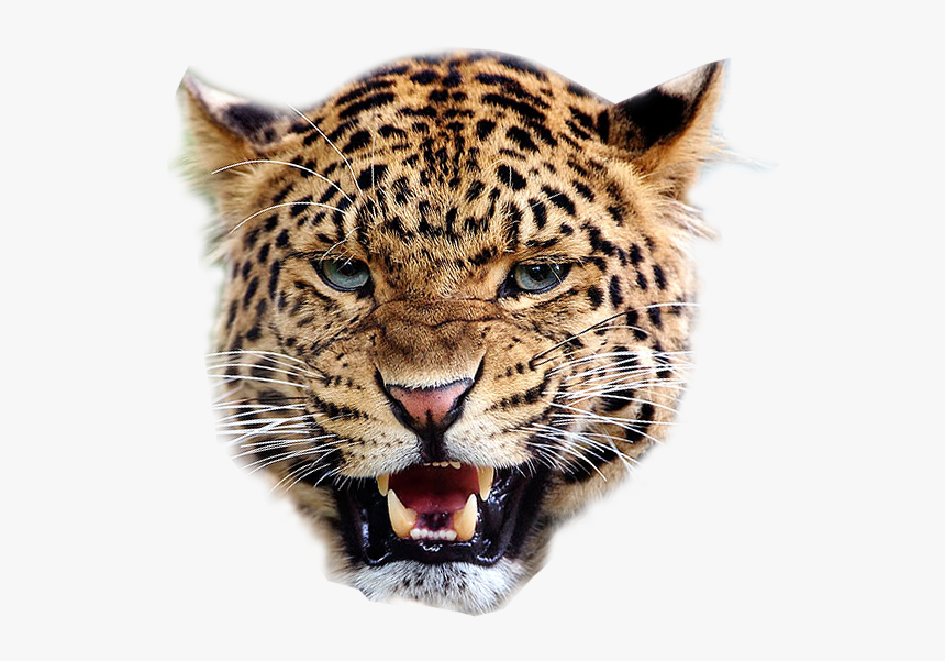 Detail Leopard No Background Nomer 49