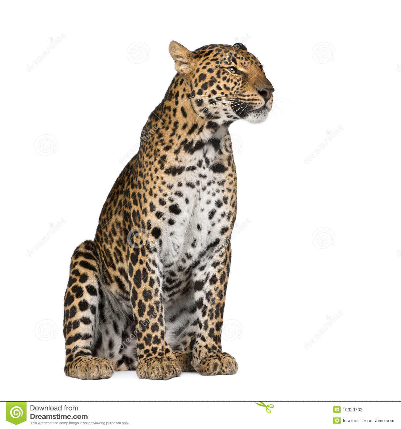 Detail Leopard No Background Nomer 52