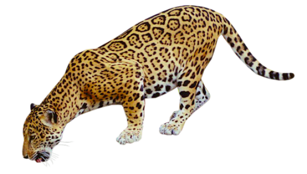 Detail Leopard No Background Nomer 53