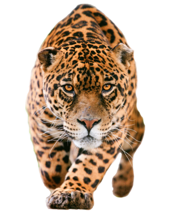 Detail Leopard No Background Nomer 6