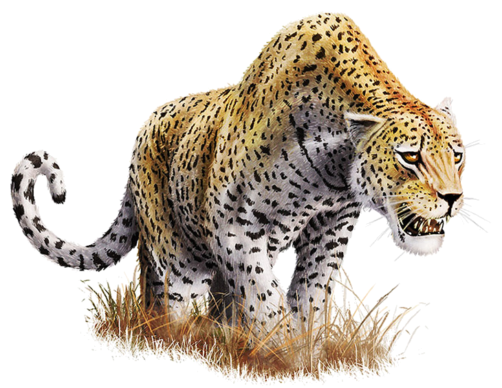 Detail Leopard No Background Nomer 7