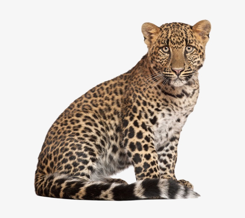 Detail Leopard No Background Nomer 8