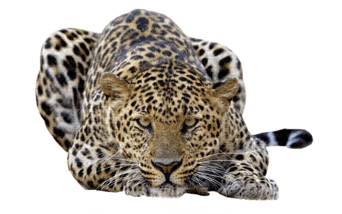 Detail Leopard Png Nomer 4