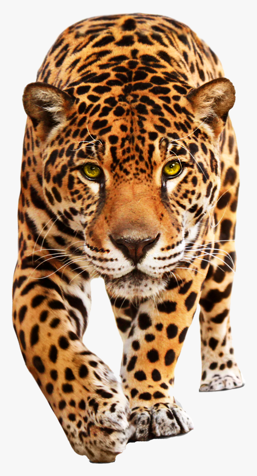 Detail Leopard Png Nomer 5