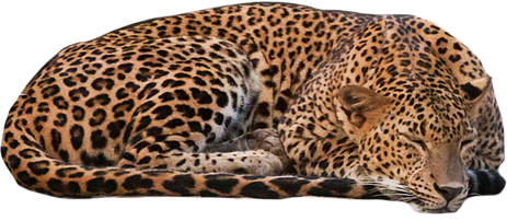 Detail Leopard Png Nomer 54