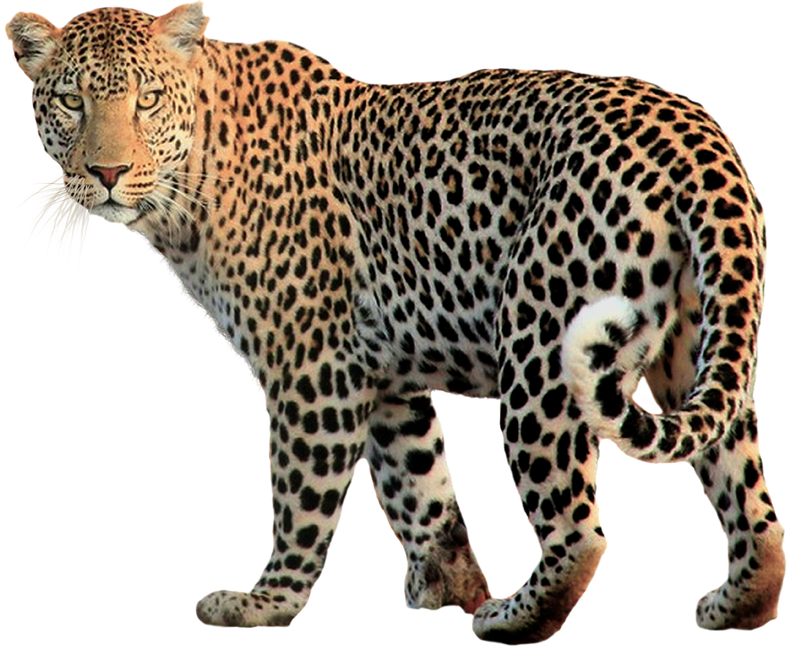 Detail Leopard Png Nomer 8