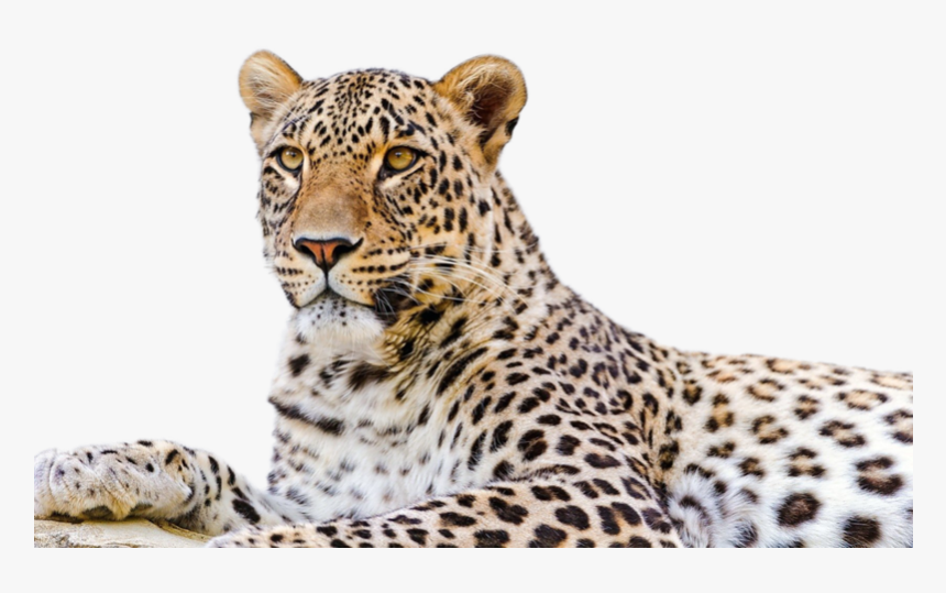 Detail Leopard Png Images Nomer 15