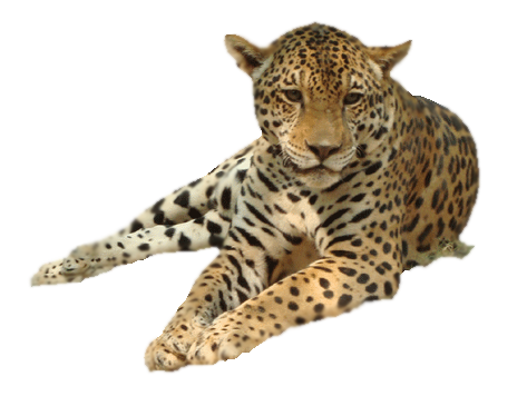 Detail Leopard Png Images Nomer 17