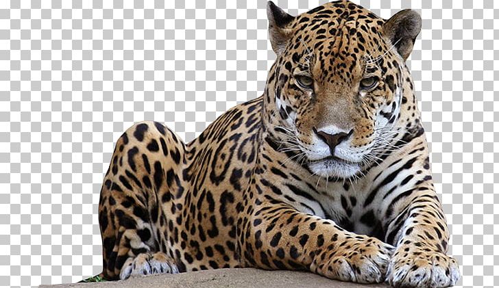 Detail Leopard Png Images Nomer 3