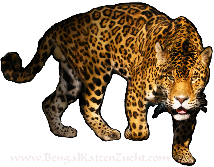 Detail Leopard Png Images Nomer 31