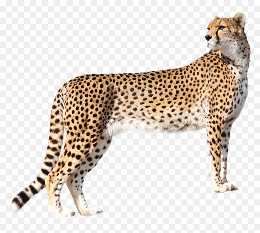 Detail Leopard Png Images Nomer 35