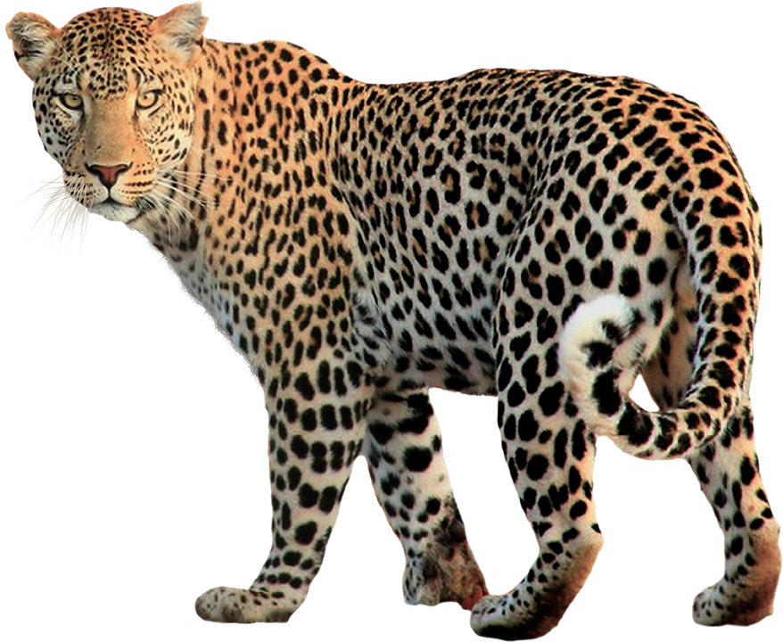 Detail Leopard Png Images Nomer 6