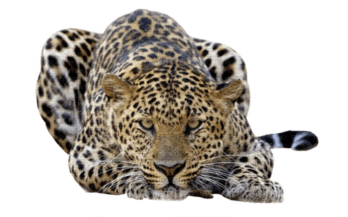 Detail Leopard Png Images Nomer 7