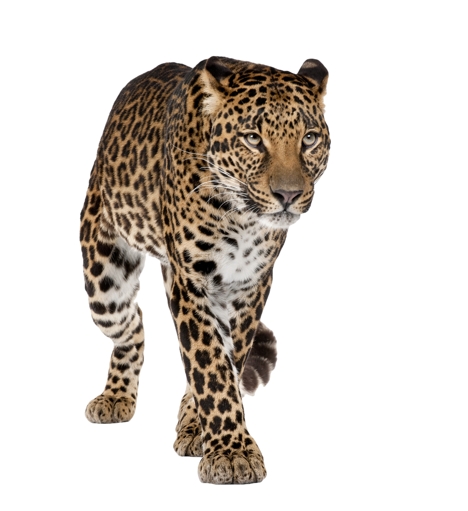 Detail Leopard Png Images Nomer 9