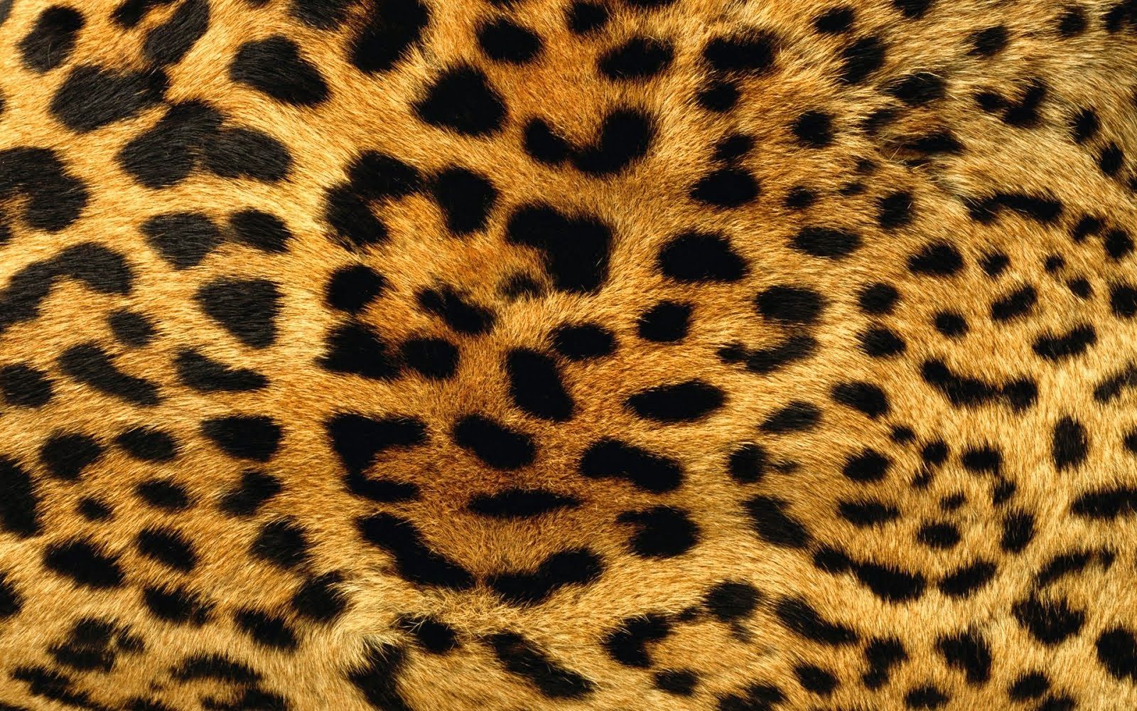 Detail Leopard Print Computer Wallpaper Nomer 5