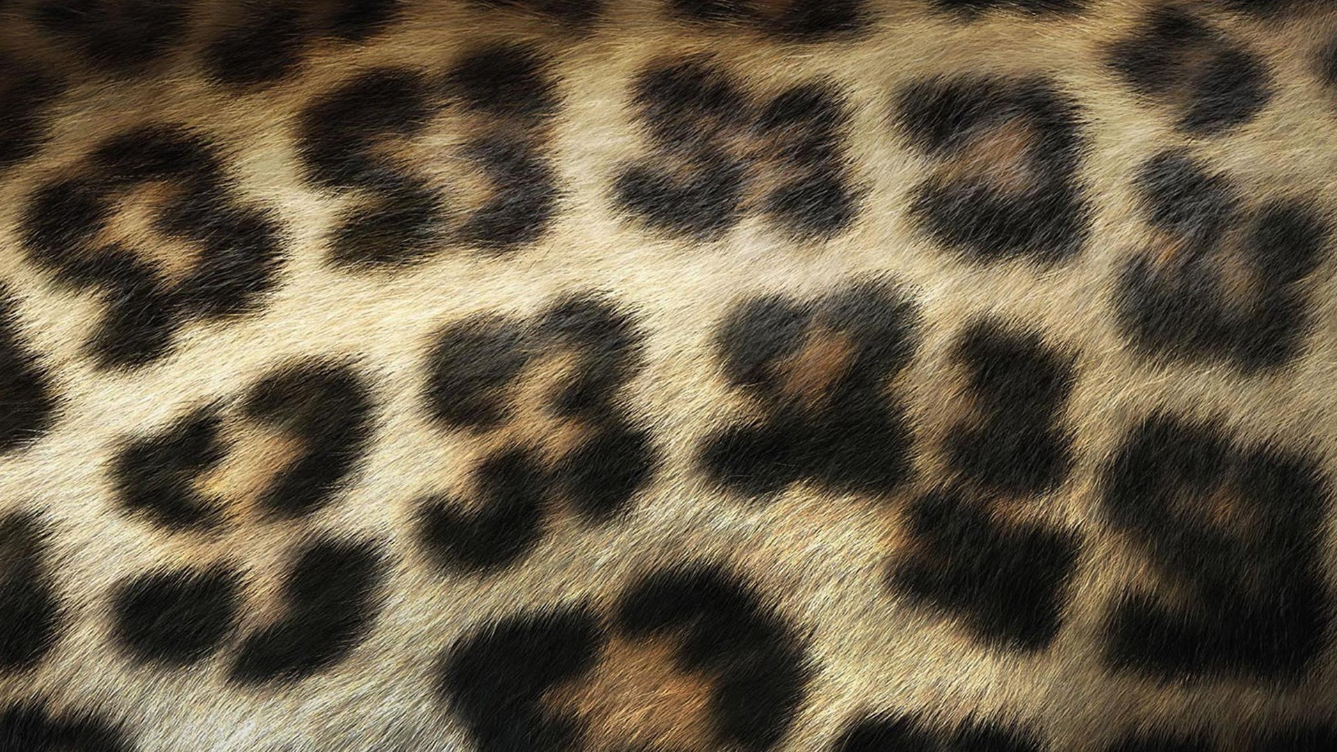 Detail Leopard Print Computer Wallpaper Nomer 48