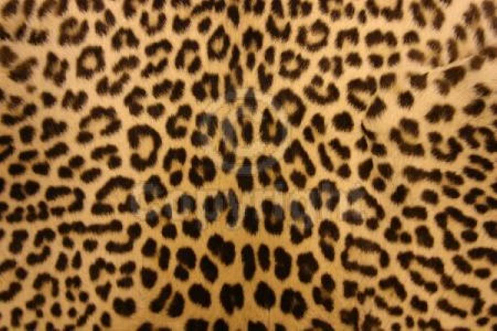 Detail Leopard Print Computer Wallpaper Nomer 7