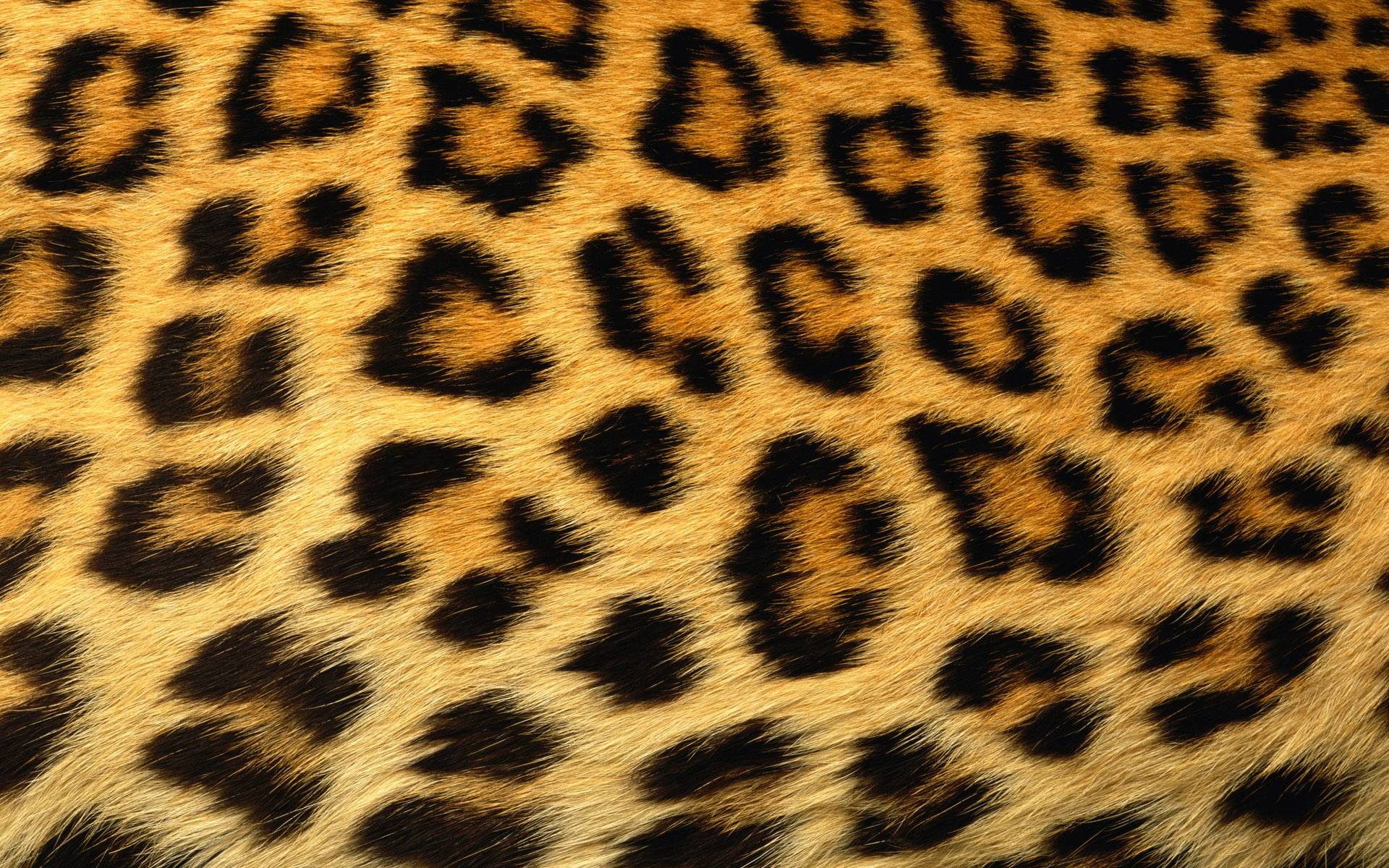 Detail Leopard Print Computer Wallpaper Nomer 8