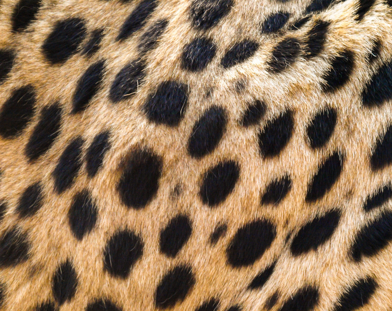 Detail Leopard Print Stapler Nomer 37